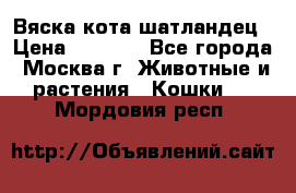 Вяска кота шатландец › Цена ­ 1 000 - Все города, Москва г. Животные и растения » Кошки   . Мордовия респ.